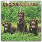 BrownTrout Publisher, Inc Browntrout Publishers, Browntrout Publishing (COR) - Chocolate Labrador Retrievers 2020 Calendar