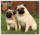 BrownTrout Publisher, Inc Browntrout Publishers, Browntrout Publishing (COR) - For the Love of Pugs 2020 Calendar