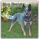 BrownTrout Publisher, Browntrout Publishing (COR) - Blue Heelers 2020 Calendar