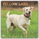 BrownTrout Publisher, Browntrout Publishing (COR) - Yellow Labrador Retrievers 2020 Calendar