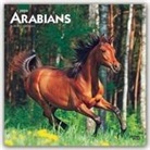 BrownTrout Publisher, Browntrout Publishing (COR) - Arabians 2020 Calendar
