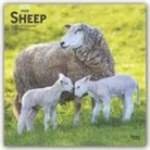 BrownTrout Publisher, Inc Browntrout Publishers, Browntrout Publishers Inc, Browntrout Publishing (COR) - Sheep 2020 Calendar