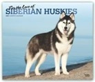 BrownTrout Publisher, Inc Browntrout Publishers, Browntrout Publishing (COR) - For the Love of Siberian Huskies 2020 Calendar