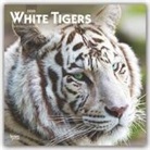BrownTrout Publisher, Inc Browntrout Publishers, Browntrout Publishing (COR) - White Tigers 2020 Calendar