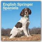 BrownTrout Publisher, Browntrout Publishing (COR) - English Springer Spaniels 2020 Calendar