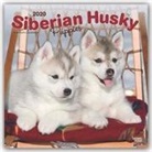 BrownTrout Publisher, Browntrout Publishing (COR) - Siberian Husky Puppies 2020 Calendar