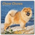 BrownTrout Publisher, Browntrout Publishing (COR) - Chow Chows 2020 Calendar
