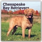 BrownTrout Publisher, Inc Browntrout Publishers, Browntrout Publishing (COR) - Chesapeake Bay Retrievers 2020 Calendar