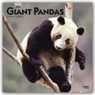 BrownTrout Publisher, Browntrout Publishing (COR) - Giant Pandas 2020 Calendar