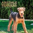 BrownTrout Publisher, Inc Browntrout Publishers, Browntrout Publishing (COR) - Airedale Terriers 2020 Calendar