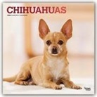 BrownTrout Publisher, Browntrout Publishing (COR) - Chihuahuas 2020 Square Foil Calendar