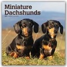 BrownTrout Publisher, Browntrout Publishing (COR) - Miniature Dachshunds 2020 Calendar