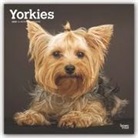 BrownTrout Publisher, Inc Browntrout Publishers, Browntrout Publishing (COR) - Yorkshire Terriers 2020 Calendar
