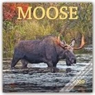 Inc Browntrout Publishers, Browntrout Publishing (COR), Wyman Publishing - Moose 2020 Calendar