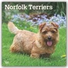 BrownTrout Publisher, Inc Browntrout Publishers, Browntrout Publishing (COR) - Norfolk Terriers 2020 Calendar