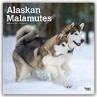 BrownTrout Publisher, Browntrout Publishing (COR) - Alaskan Malamutes 2020 Calendar