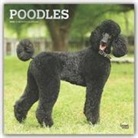 BrownTrout Publisher, Inc Browntrout Publishers, Browntrout Publishing (COR) - Poodles 2020 Calendar