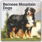 BrownTrout Publisher, Inc Browntrout Publishers, Browntrout Publishing (COR) - Bernese Mountain Dogs 2020 Calendar