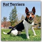 BrownTrout Publisher, Inc Browntrout Publishers, Browntrout Publishing (COR) - Rat Terriers 2020 Calendar