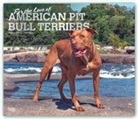 BrownTrout Publisher, Inc Browntrout Publishers, Browntrout Publishing (COR) - For the Love of American Pit Bull Terriers 2020 Calendar