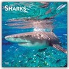 BrownTrout Publisher, Inc Browntrout Publishers, Browntrout Publishing (COR) - Sharks 2020 Calendar