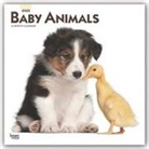 BrownTrout Publisher, Inc Browntrout Publishers, Browntrout Publishers Inc, Browntrout Publishing (COR) - Baby Animals 2020 Calendar