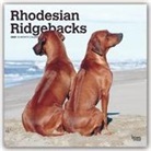 BrownTrout Publisher, Inc Browntrout Publishers, Browntrout Publishing (COR) - Rhodesian Ridgebacks 2020 Calendar