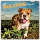 BrownTrout Publisher, Inc Browntrout Publishers, Browntrout Publishing (COR) - Bulldog Puppies 2020 Calendar