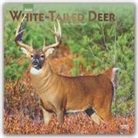 BrownTrout Publisher, Inc Browntrout Publishers, Browntrout Publishing (COR) - White Tailed Deer 2020 Calendar