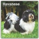 BrownTrout Publisher, Browntrout Publishing (COR) - Havanese 2020 Calendar