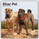 BrownTrout Publisher, Browntrout Publishing (COR) - Shar Pei 2020 Calendar
