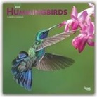 BrownTrout Publisher, Browntrout Publishing (COR) - Hummingbirds 2020 Calendar