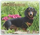 BrownTrout Publisher, Inc Browntrout Publishers, Browntrout Publishing (COR) - For the Love of Dachshunds 2020 Calendar