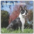 BrownTrout Publisher, Inc Browntrout Publishers, Browntrout Publishing (COR) - Boston Terriers 2020 Calendar