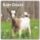 BrownTrout Publisher, BrownTrout Publishers Inc, Browntrout Publishing (COR) - Baby Goats 2020 Calendar