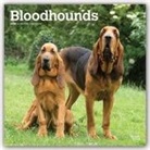 BrownTrout Publisher, Inc Browntrout Publishers, Browntrout Publishing (COR) - Bloodhounds 2020 Calendar