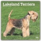 BrownTrout Publisher, Inc Browntrout Publishers, Browntrout Publishing (COR) - Lakeland Terriers 2020 Calendar