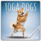 BrownTrout Publisher, Browntrout Publishers Inc, Browntrout Publishing (COR) - Yoga Dogs 2020 Calendar