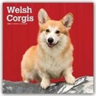 BrownTrout Publisher, Browntrout Publishing (COR) - Welsh Corgis 2020 Calendar
