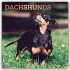 BrownTrout Publisher, Browntrout Publishers Inc, Browntrout Publishing (COR) - Dachshunds 2020 Calendar