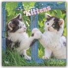 BrownTrout Publisher, Inc Browntrout Publishers, BrownTrout Publishers Inc, Browntrout Publishing (COR) - I Love Kittens 2020 Calendar