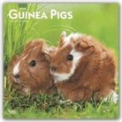 BrownTrout Publisher, Inc Browntrout Publishers, Browntrout Publishing (COR) - Guinea Pigs 2020 Calendar