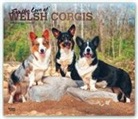 BrownTrout Publisher, Inc Browntrout Publishers, Browntrout Publishing (COR) - For the Love of Welsh Corgis 2020 Calendar