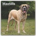 BrownTrout Publisher, Inc Browntrout Publishers, Browntrout Publishing (COR) - Mastiffs 2020 Calendar