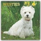 BrownTrout Publisher, Inc Browntrout Publishers, Browntrout Publishing (COR) - West Highland White Terriers 2020 Calendar