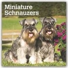 BrownTrout Publisher, Browntrout Publishing (COR) - Schnauzers 2020 Calendar