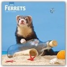 BrownTrout Publisher, Inc Browntrout Publishers, Browntrout Publishing (COR) - Ferrets 2020 Calendar