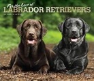 BrownTrout Publisher, Inc Browntrout Publishers, Browntrout Publishing (COR) - For the Love of Labrador Retrievers 2020 Calendar