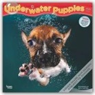 BrownTrout Publisher, Browntrout Publishers Inc, Browntrout Publishing (COR), Seth Casteel - Underwater Puppies 2020 Calendar