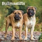 BrownTrout Publisher, Inc Browntrout Publishers, Browntrout Publishing (COR) - Bullmastiffs 2020 Calendar